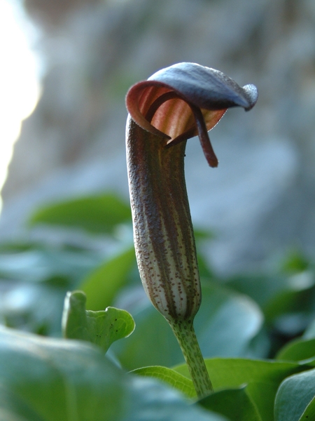 Arisarum vulgare / Arisaro comune